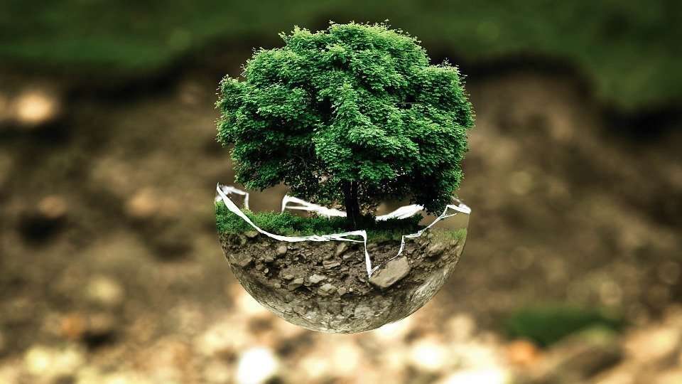 Valuing Values & Creating a Living Company